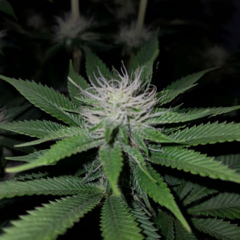 Growlog-Zeitleistenfoto von Sweet Valley Kush