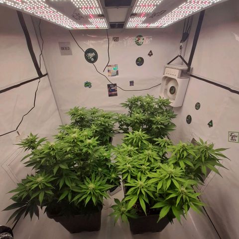 Growlog-Zeitleistenfoto von Sweet Valley Kush