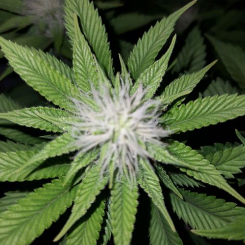 Growlog-Zeitleistenfoto von Sweet Valley Kush