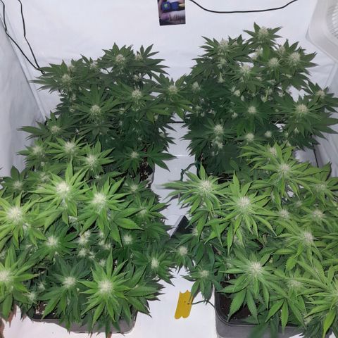 Growlog-Zeitleistenfoto von Sweet Valley Kush