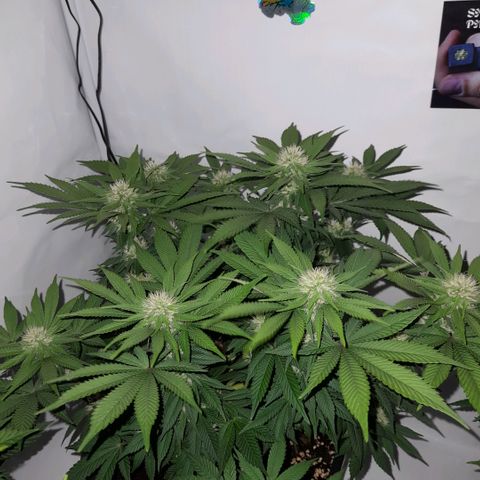 Growlog-Zeitleistenfoto von Sweet Valley Kush