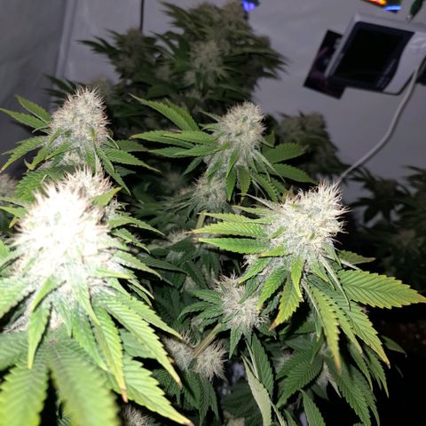 Growlog-Zeitleistenfoto von Sweet Valley Kush