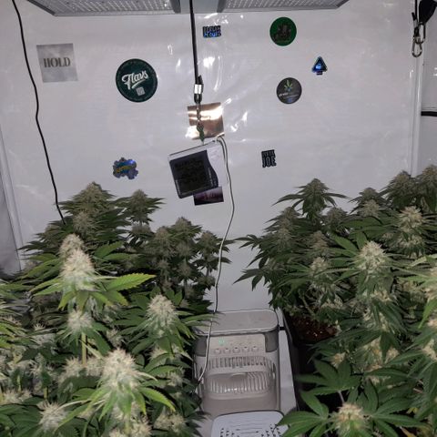 Growlog-Zeitleistenfoto von Sweet Valley Kush
