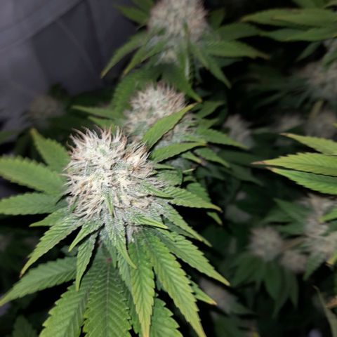 Growlog-Zeitleistenfoto von Sweet Valley Kush