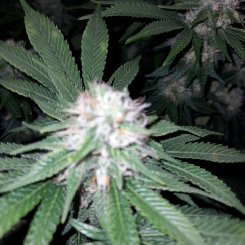 Growlog-Zeitleistenfoto von Sweet Valley Kush