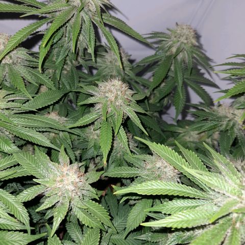 Growlog-Zeitleistenfoto von Sweet Valley Kush