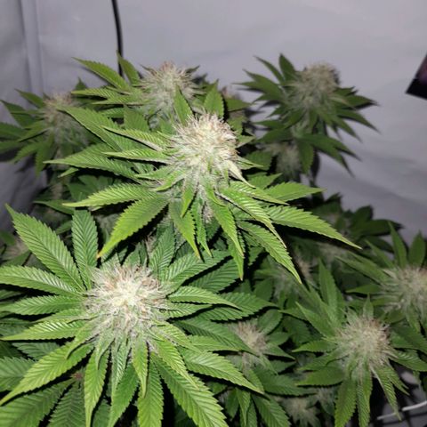 Growlog-Zeitleistenfoto von Sweet Valley Kush