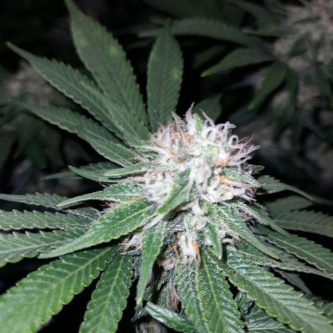 Growlog-Zeitleistenfoto von Sweet Valley Kush