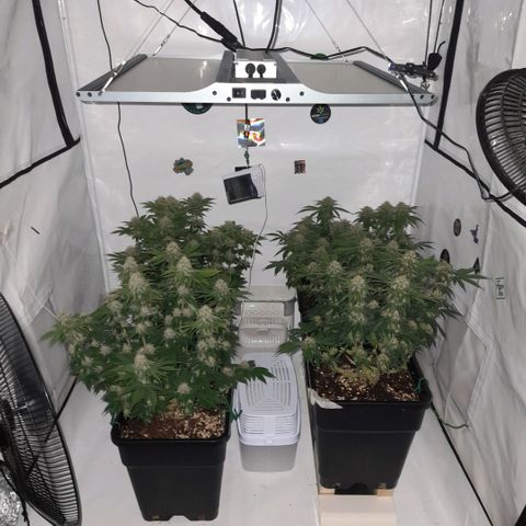 Growlog-Zeitleistenfoto von Sweet Valley Kush