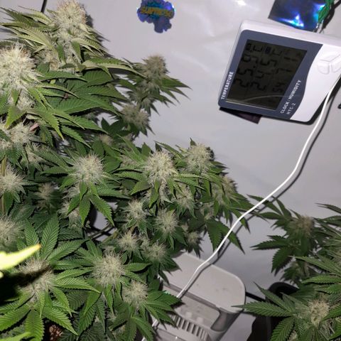 Growlog-Zeitleistenfoto von Sweet Valley Kush
