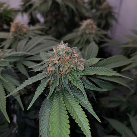 Growlog-Zeitleistenfoto von Sweet Valley Kush