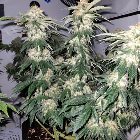 Growlog-Zeitleistenfoto von Sweet Valley Kush