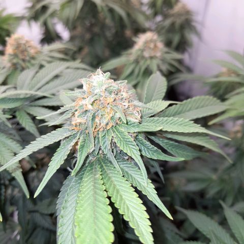 Growlog-Zeitleistenfoto von Sweet Valley Kush