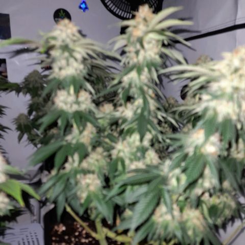Growlog-Zeitleistenfoto von Sweet Valley Kush