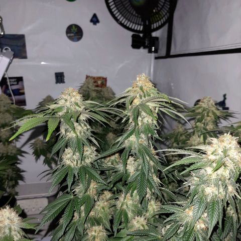 Growlog-Zeitleistenfoto von Sweet Valley Kush