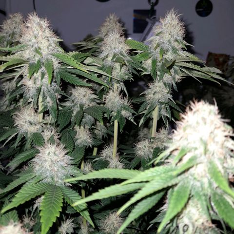 Growlog-Zeitleistenfoto von Sweet Valley Kush