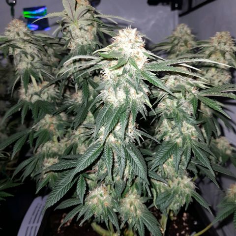 Growlog-Zeitleistenfoto von Sweet Valley Kush