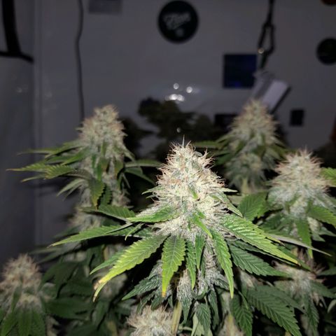 Growlog-Zeitleistenfoto von Sweet Valley Kush