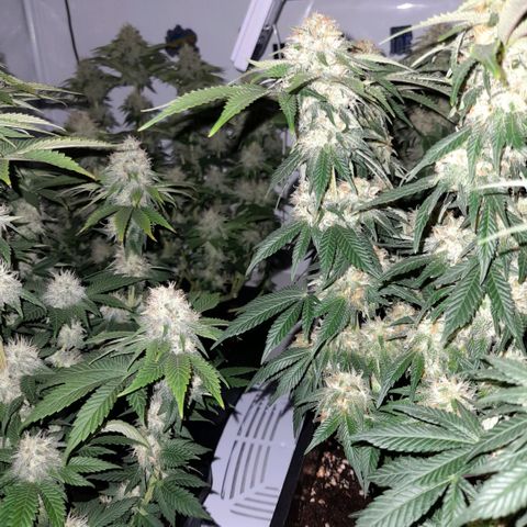 Growlog-Zeitleistenfoto von Sweet Valley Kush