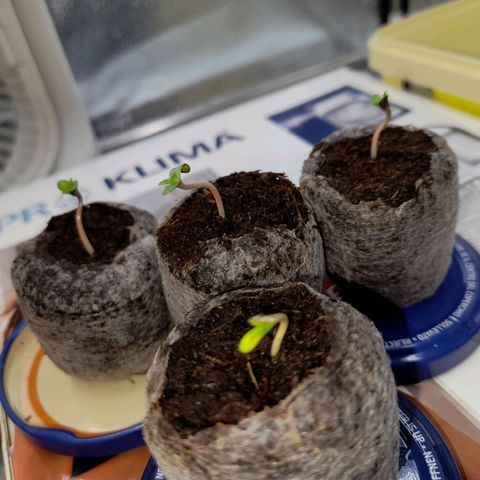 Blueberry Cookies growlog timeline photo