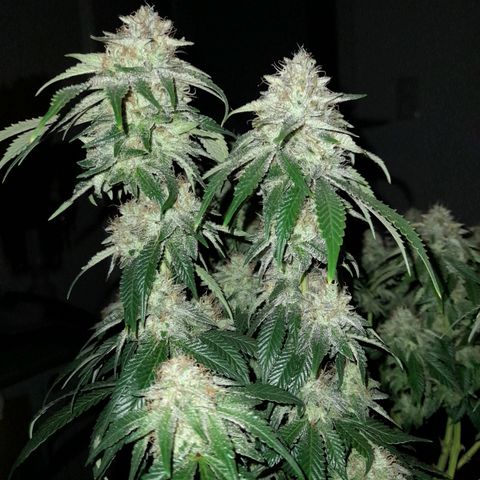 Growlog-Zeitleistenfoto von Sweet Valley Kush
