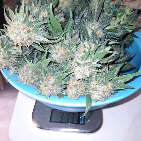 Sweet Valley Kush #4 growlog photo: #1 + #4  - Harvest 