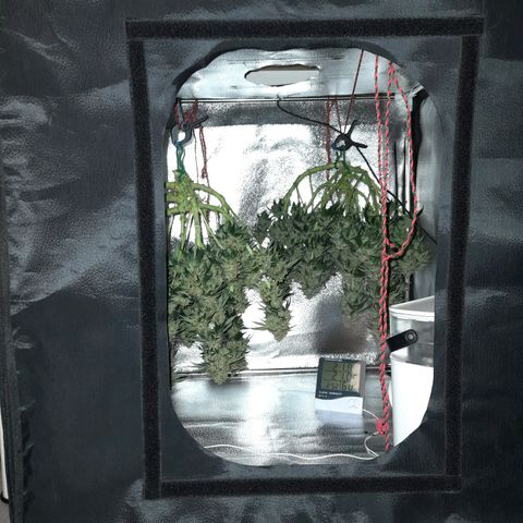 Sweet Valley Kush #4 growlog photo: #1 + #4  - Harvest 