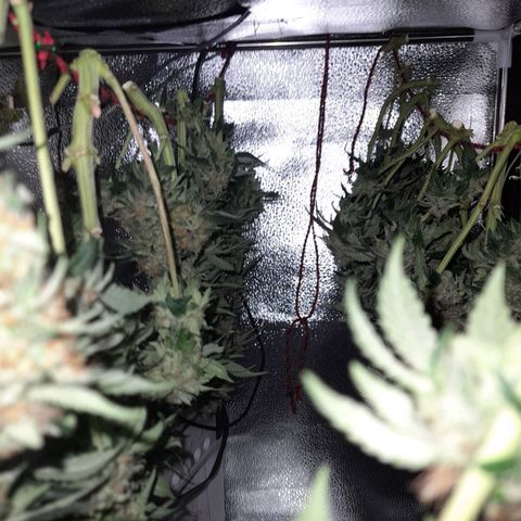 Sweet Valley Kush #4 growlog photo: #1 + #4  - Harvest 