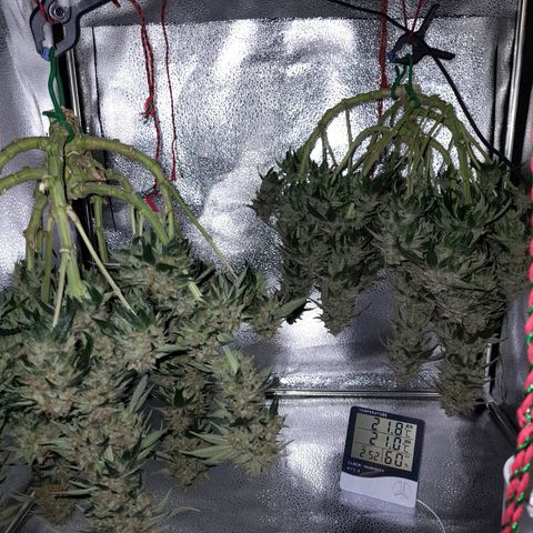 Sweet Valley Kush #4 growlog photo: #1 + #4  - Harvest 