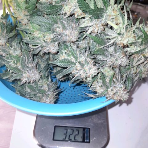 Sweet Valley Kush #4 growlog photo: #1 + #4  - Harvest 