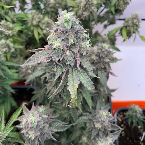 Blueberry Cookies growlog photo: Bald ist wieder Erntezeit 💁