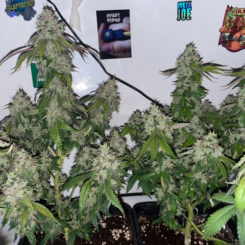 Blueberry Cookies growlog timeline photo