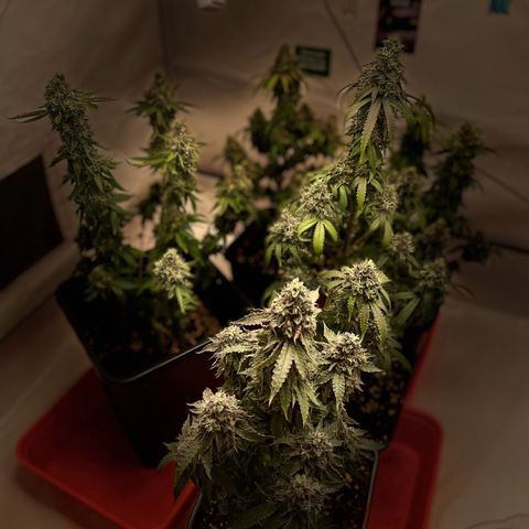 Blueberry Cookies growlog timeline photo