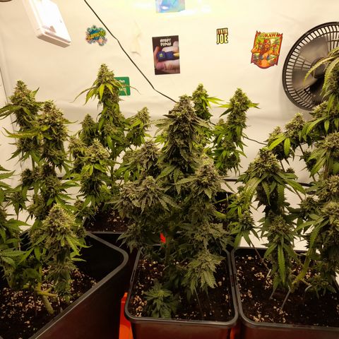 Blueberry Cookies growlog timeline photo