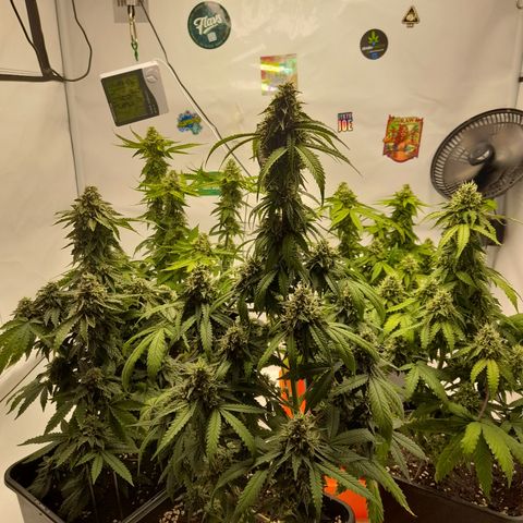 Blueberry Cookies growlog timeline photo