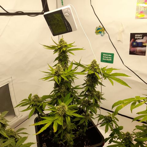 Blueberry Cookies growlog timeline photo