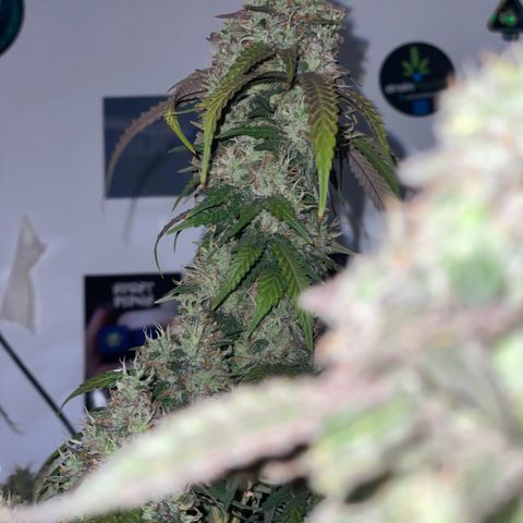 Blueberry Cookies growlog timeline photo