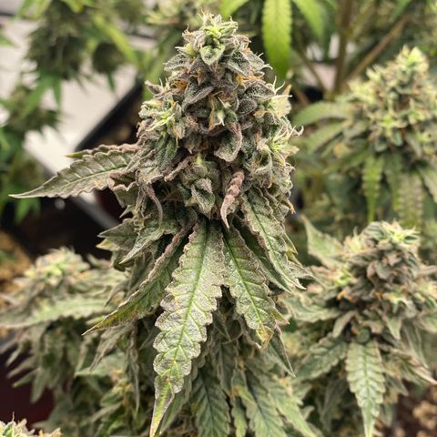 Blueberry Cookies growlog timeline photo