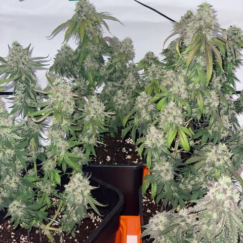 Blueberry Cookies growlog timeline photo