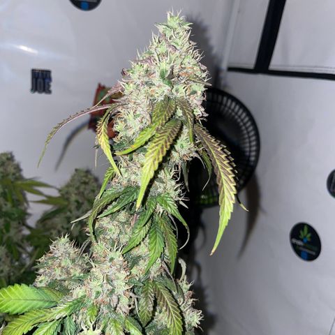 Blueberry Cookies growlog timeline photo