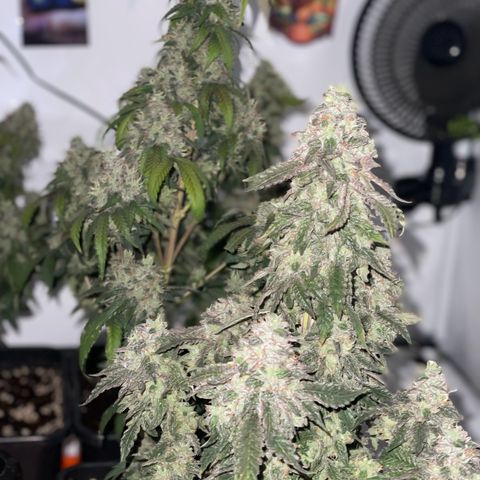 Blueberry Cookies growlog timeline photo