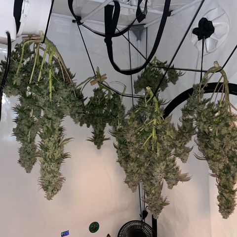 Blueberry Cookies growlog photo: Alle erbarmungslos gekappt, haben keine Fortschritte mehr gemacht.. hoffen wir’s Beste 