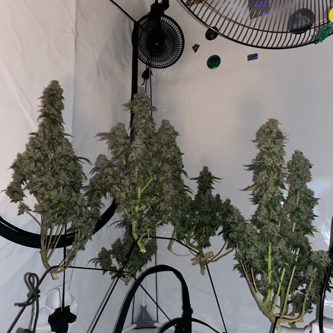 Blueberry Cookies growlog photo: Alle erbarmungslos gekappt, haben keine Fortschritte mehr gemacht.. hoffen wir’s Beste 