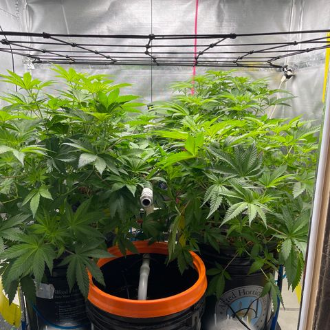 White Tahoe Cookies growlog timeline photo