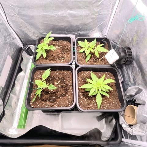 Humboldt Dream ( Blue Dream lineage) growlog timeline photo