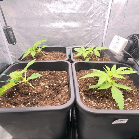 Humboldt Dream ( Blue Dream lineage) growlog timeline photo