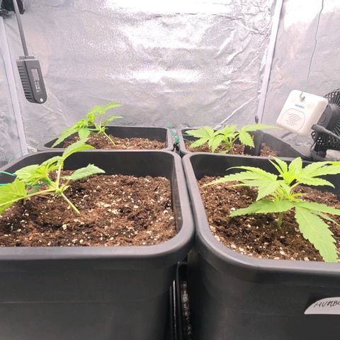 Humboldt Dream ( Blue Dream lineage) growlog timeline photo