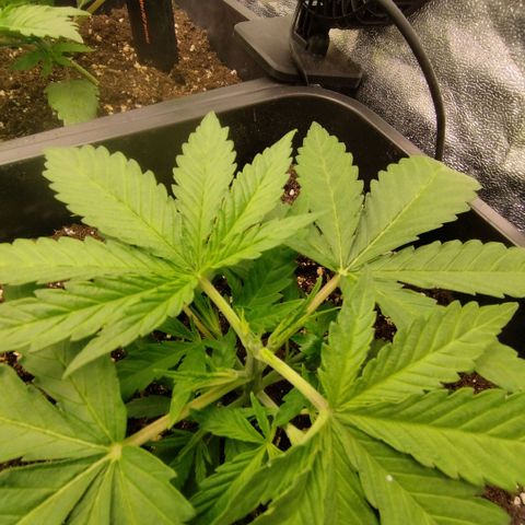 Humboldt Dream ( Blue Dream lineage) growlog photo: Topping