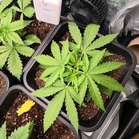 Humboldt Dream ( Blue Dream lineage) growlog photo: Aspettando due punte 