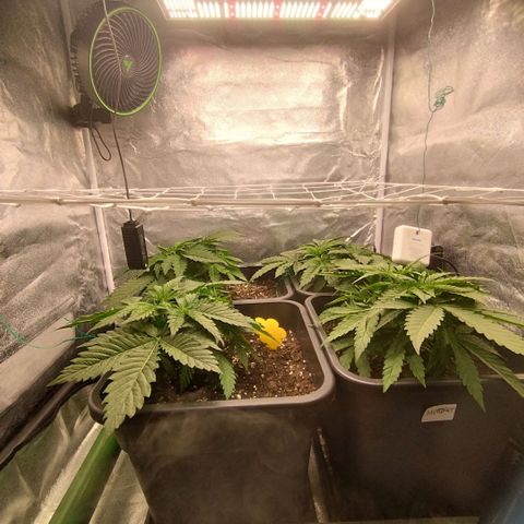 Humboldt Dream ( Blue Dream lineage) growlog photo: Montaggio Rete